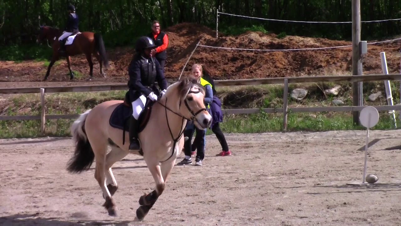 FJORDHEST: Sprangstevne Skjomen #2 (80cm) 2018 - YouTube