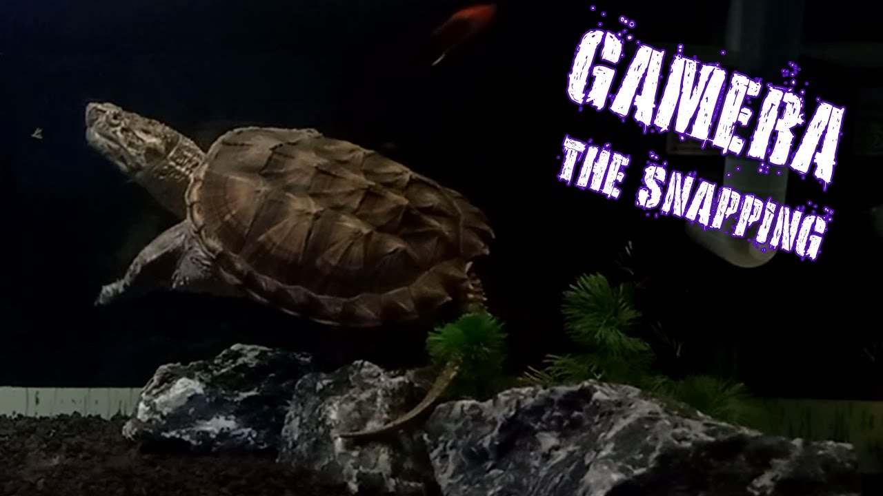 GAMERA THE SNAPPING - snapping turtle tank life 002 - YouTube