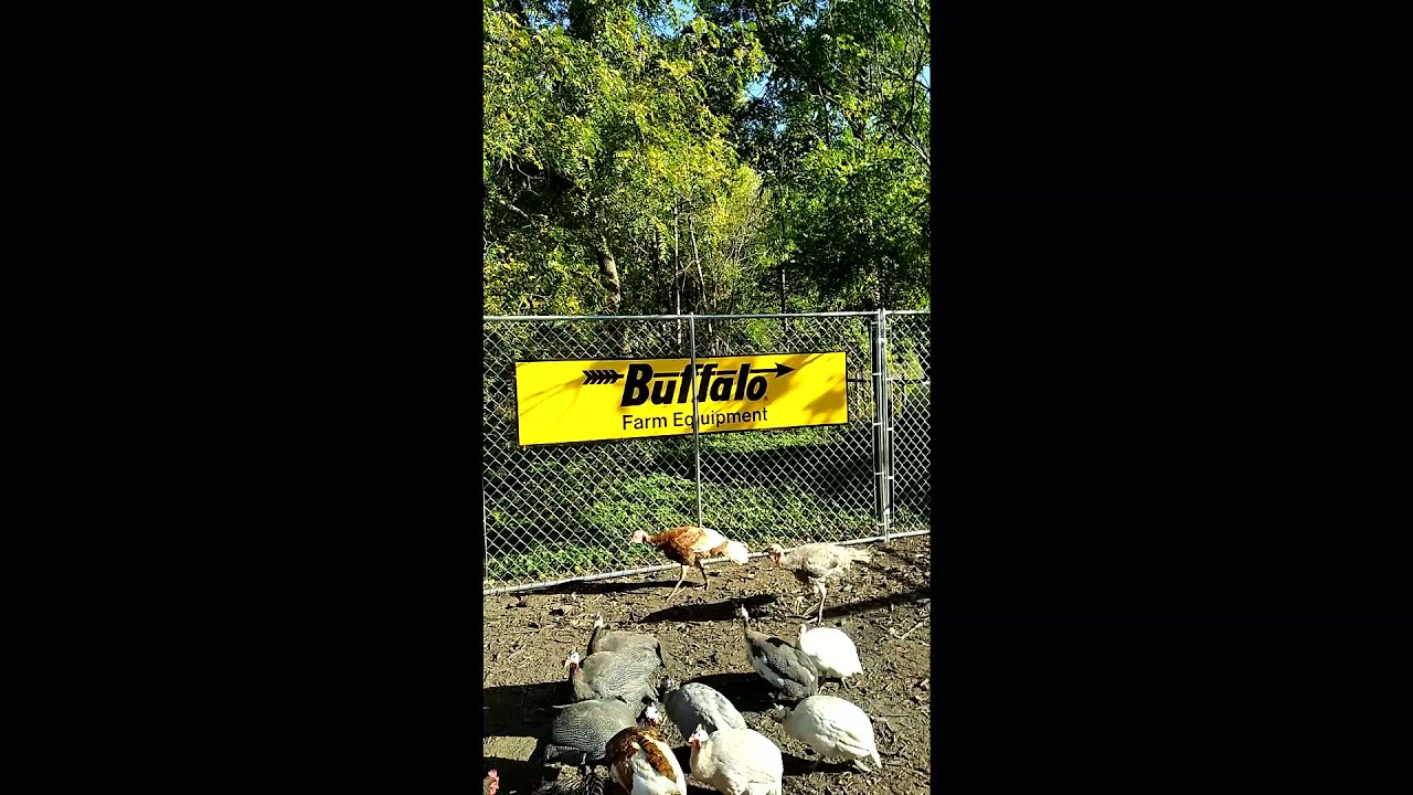 We Found Treasure In Our Corn Crib! 