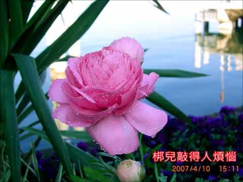 紫薇金曲    蘭閨寂寂      朱慧珍