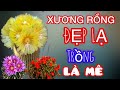 Seri xương rồng Thái Lan thuần khí hậu và cây đẹp xịn mới về| 21.12.2025 #cayxuongrong