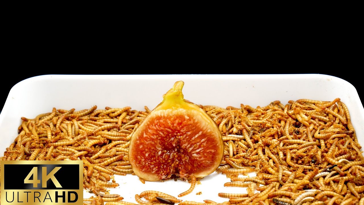 Figs VS Meal Worms [4K] Time Lapse YouTube