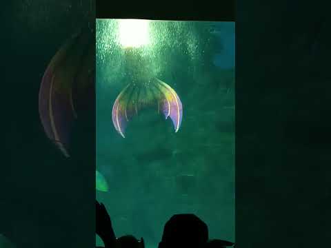 Танец русалки 🧜.#русалка #океанариум #адлер2024 #сочи #video #шортс