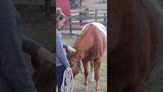 Reading Horse’s Body Language to See If They Trust You