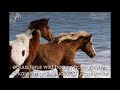 Assateague Wild Horses Painting &amp; Photography Workshop