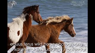 Assateague Wild Horses Painting &amp; Photography Workshop