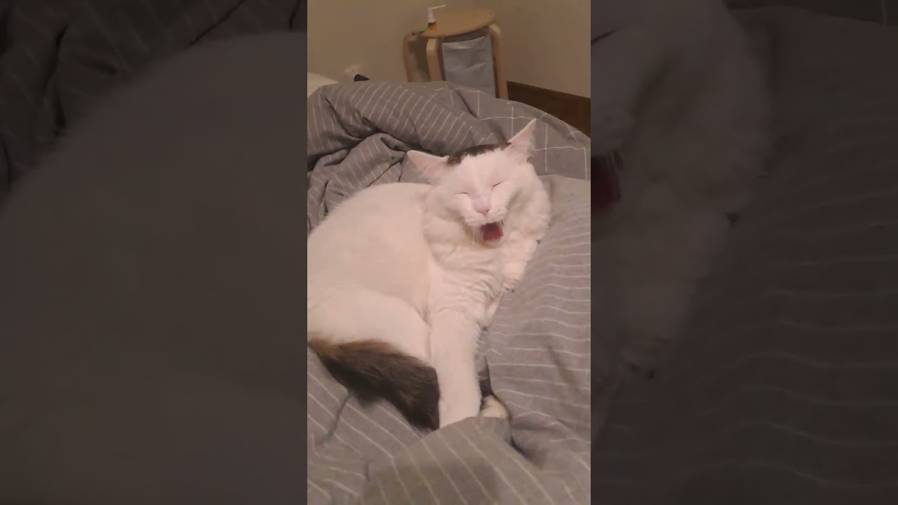 он не толстый 😄 