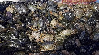 Peeler Crabs: Nature's Secret Bait! Unveiling the Prep Process (Shop Here!)
