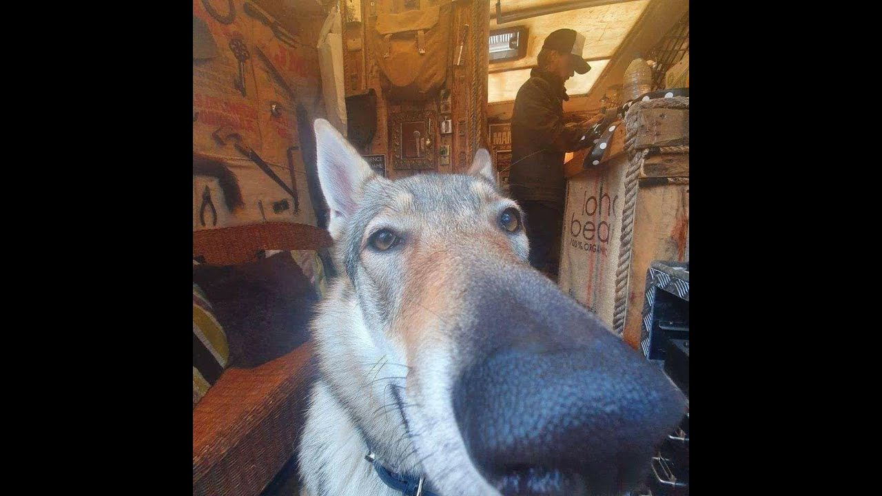 dog sweep dog Laugh Everyday 5 YouTube