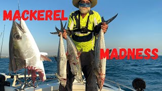 MACKEREL MADNESS - Darwin Harbour - Northern Territory