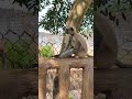 hanuman samrajjo 😳🙏🏻jay sree ram 🙏🏻#animals #mankey #ram
