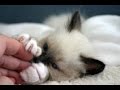 Birman Cat Are Awesome - Cute Birman Cats Videos Compilation