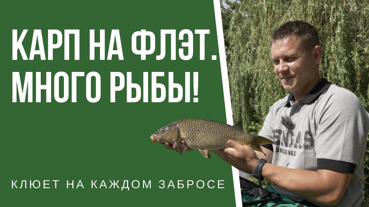 Карп на флэт. МНОГО рыбы, Франция