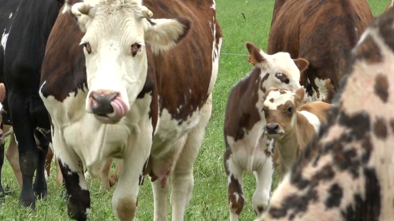 Conduite des veaux sous nourrices : Système d’élevage [1/6]