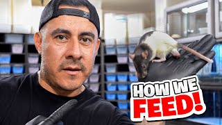 How We Feed Our Snakes! 😳
