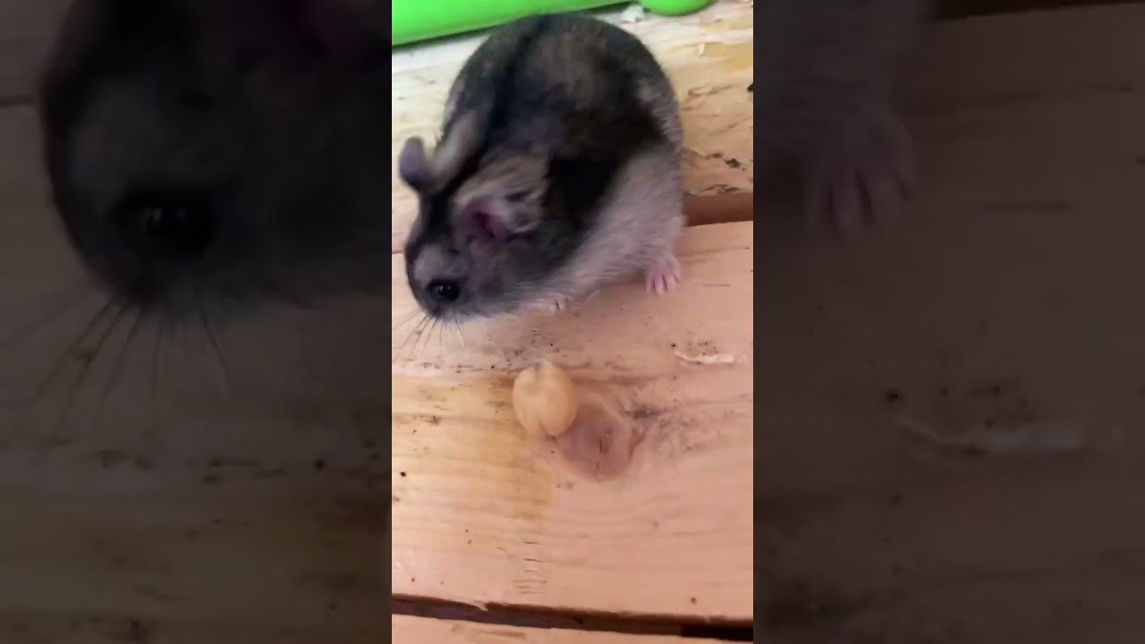 self service breakfast time😅our menu includes kernels 🌰 and 🥜 