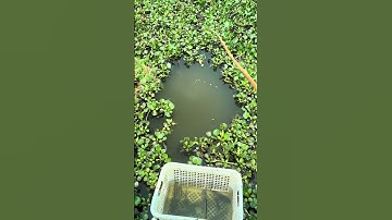 Câu Cá Bằng Cần Câu Tre Tuổi Thơ 2