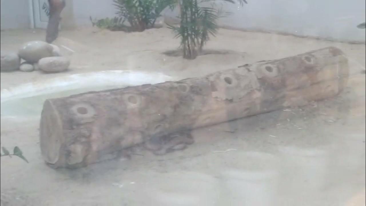 Genda Animal Video YouTube genda-animal-video-youtube