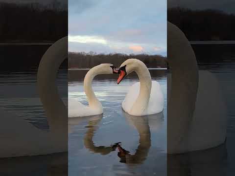 Swan couple #shorts