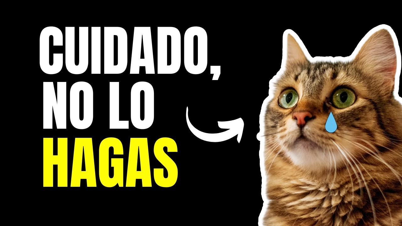NO LO HAGAS | 10 errores comunes en dueños de gatos 🐱🙏💛