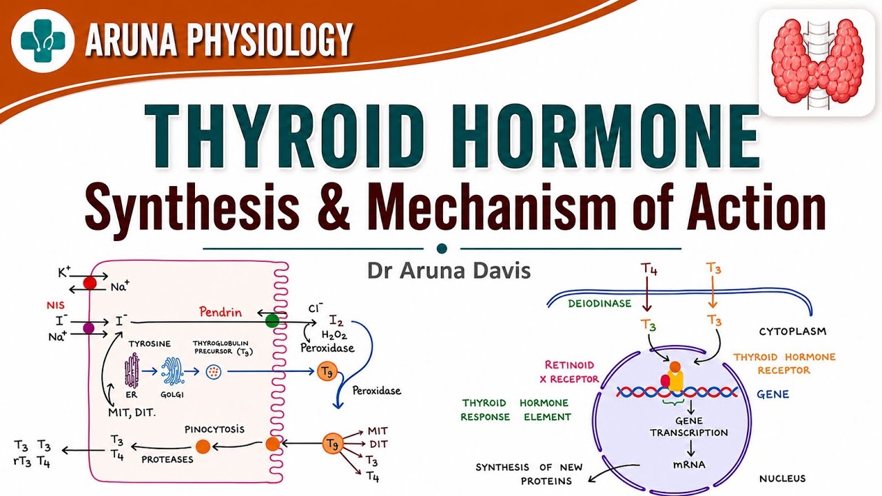 Thyroid Hormone : Synthesis & Mechanism of Action | Endocrine ...