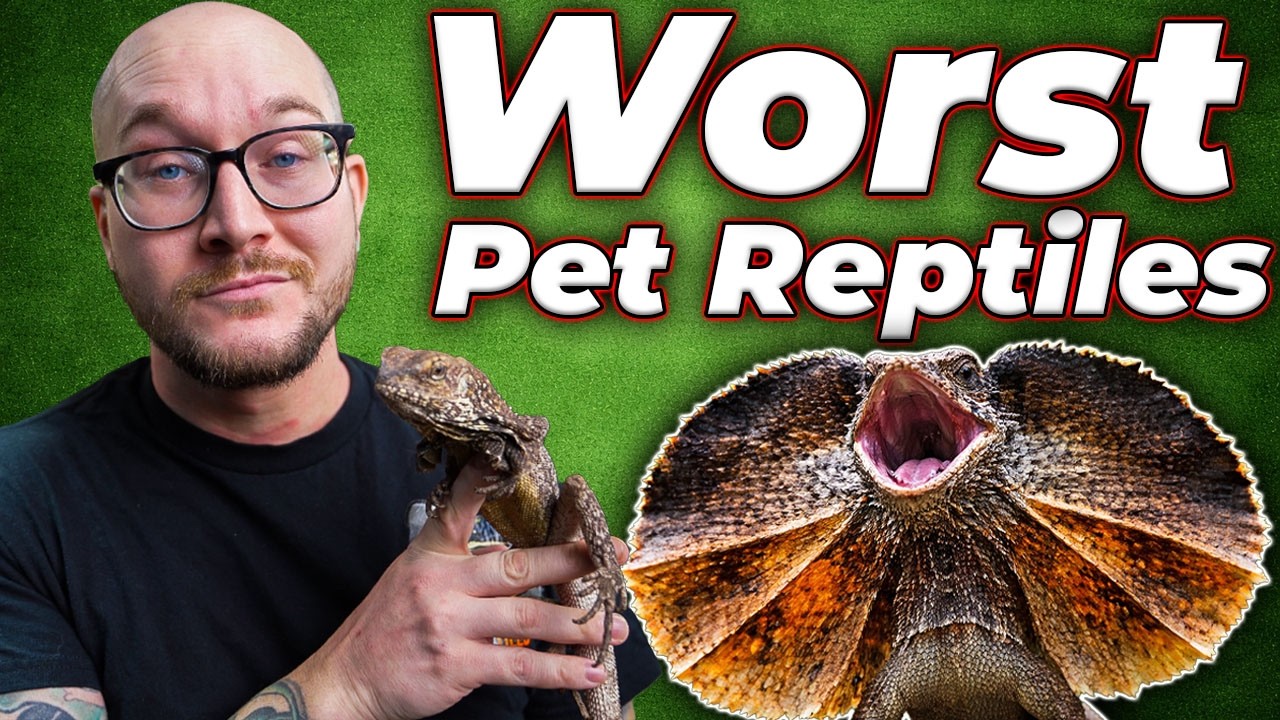 Top 5 WORST Beginner Reptiles | Get These Instead!