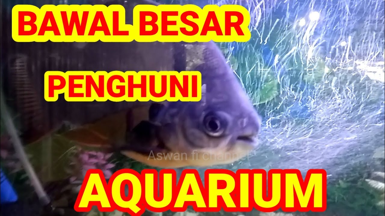 IKAN BAWAL BESAR DI AQUARIUM