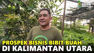 PESAN 100 BUAH BIBIT MANGGA ARUM MANIS; PELUANG USAHA BIBIT BUAH DI BULUNGAN,  KALIMANTAN UTARA