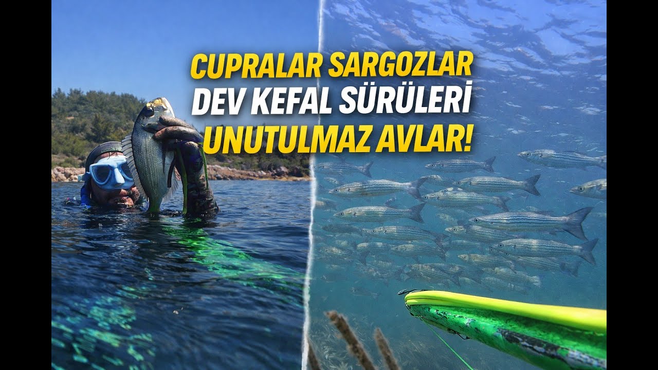 🎯 Çupralar, Sargozlar, Dev Kefal Sürüleri! Zıpkınla Unutulmaz Avlar 🐟
