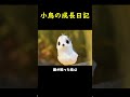 小鳥の心温まる成長日記🐣