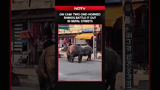 On Camera, Two One-Horned Rhinos Battle It Out On Nepal Streets