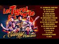 MIX TIGRES DEL NORTE VOL.2 CORRIDOS - Puros Corridos Mix 🔥 Puros Corridos Pesados Tigres Del Norte