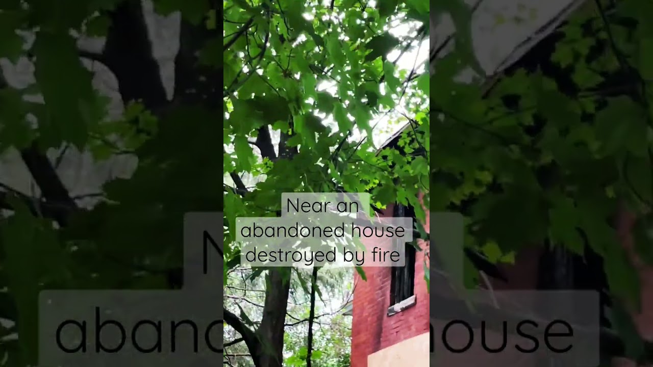 1st sign black raven with white feather tips