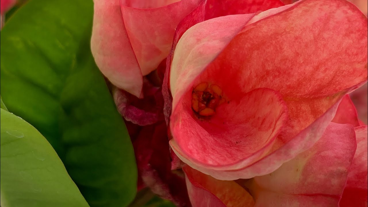 Euphorbia Milii 2021