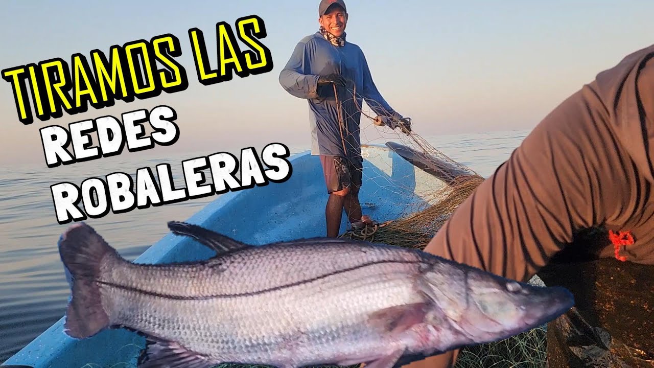 PESCA DE ROBALOS, hoy tiramos las redes