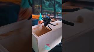 Mainan Sulap Prank Kotak Laba Laba #prank #sulap #kotaklabalaba