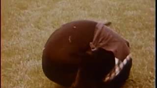 Goldilocks and the Three Bears (1958)