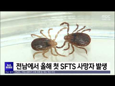 전남에서 올해 첫 <strong>SFTS</strong> 사망자 발생[목포MBC 뉴스투데이]