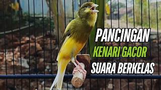 Suara Burung Kenari Gacor! untuk Pancingan Kenari Muda Belajar Bunyi Langsung Bunyi!!