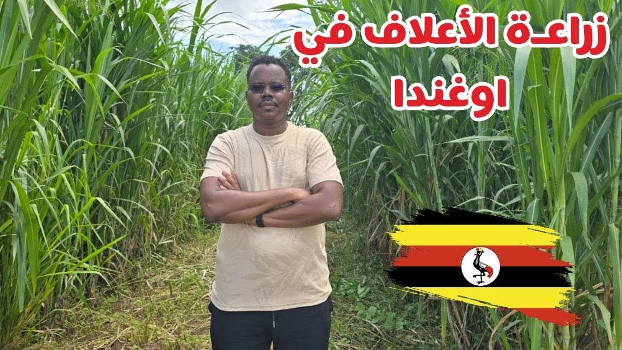 زراعة الأعلاف في اوغندا | #زكي_شو