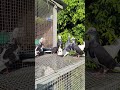 #parava #viralvideo #fypシ #shortvideo #petlovers #salepost