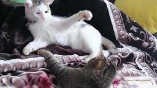 Die neue Katze ist das komplette Gegenteil von Heidi. Sie kratzt überhaupt nicht. 😅🐱 by Lisaveta 151 views 3 months ago 1 minute, 50 seconds