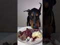 ASMR🦻生肉を食べるドーベルマン #doberman #dogeating #咀嚼音 #eatingsounds #犬ご飯 #dogasmr #ドーベルマン