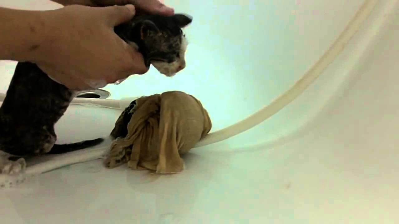 Baby kitten gets a bath Baby kitten YouTube