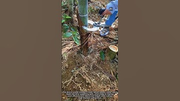 Scissors Can Use Battery or Electric