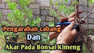 PENGARAHAN CABANG DAN AKAR PADA BAKALAN BONSAI KIMENG ‼️