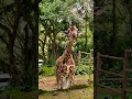 JERAPAH MAKAN WORTEL 😍🦒#jerapah #giraffe #oldmcdonald #fun #wow #zoo #park #bogor #puncak #happy
