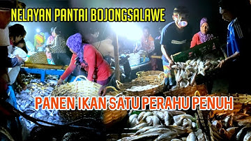 Nelayan Panen Ikan Di Pantai Bojong Salawe || Hasil Tangkapan Satu Perahu Penuh