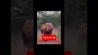 Galatasaray Vs Beşiktaş