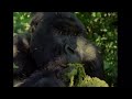 Silverback vs. Poachers: The Fight for Their Habitat